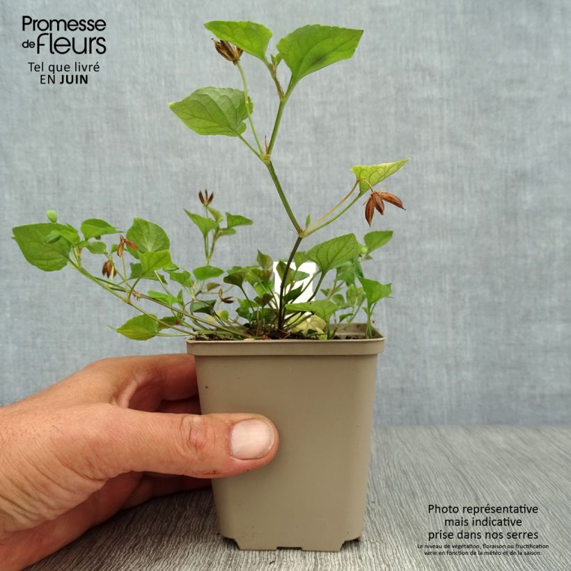 Exemplaar van Viola reichenbachiana - Donkersporig bosviooltje Kweekpotje van 8/9 cm zoals geleverd in de zomer