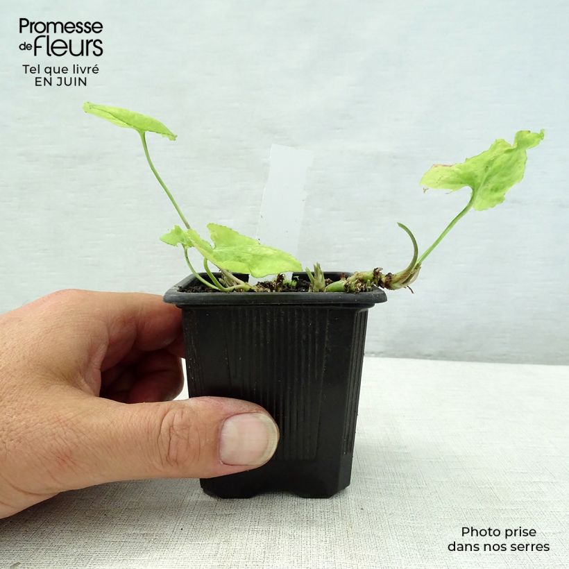 Exemplaar van Viola odorata Mrs Pinehurst - Geurviooltje Kweekpotje van 8/9 cm zoals geleverd in de zomer