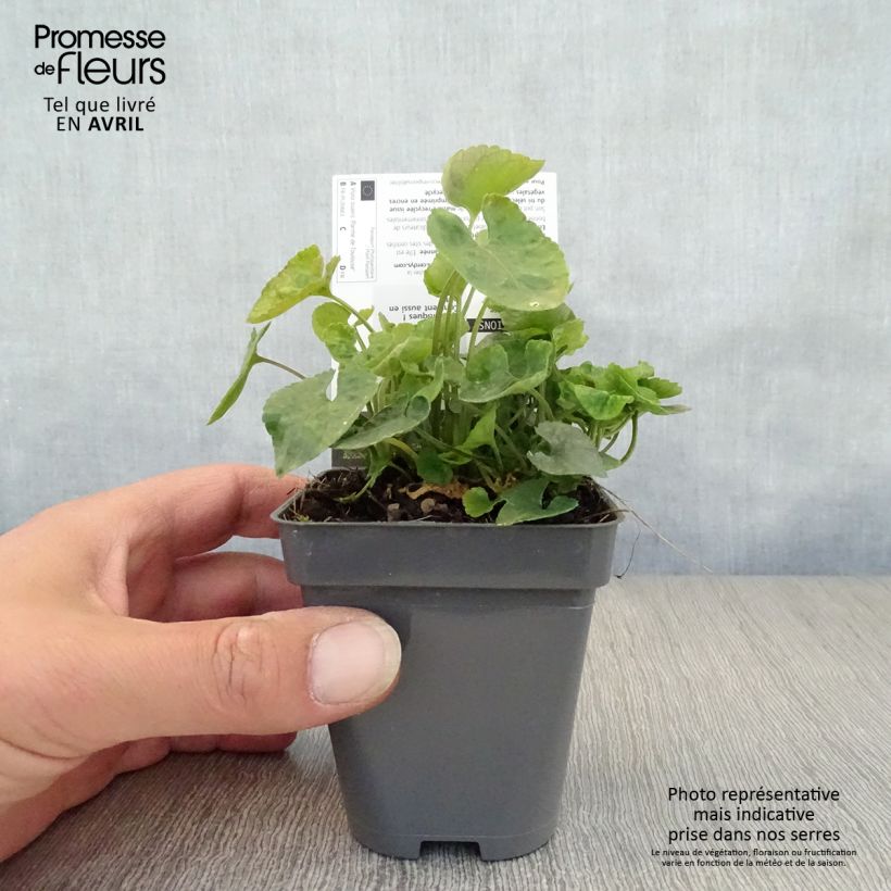 Exemplaar van Viola suavis Parme de Toulouse - Parme de Toulouse viooltje Kweekpotje van 7/8 cm zoals geleverd in de lente