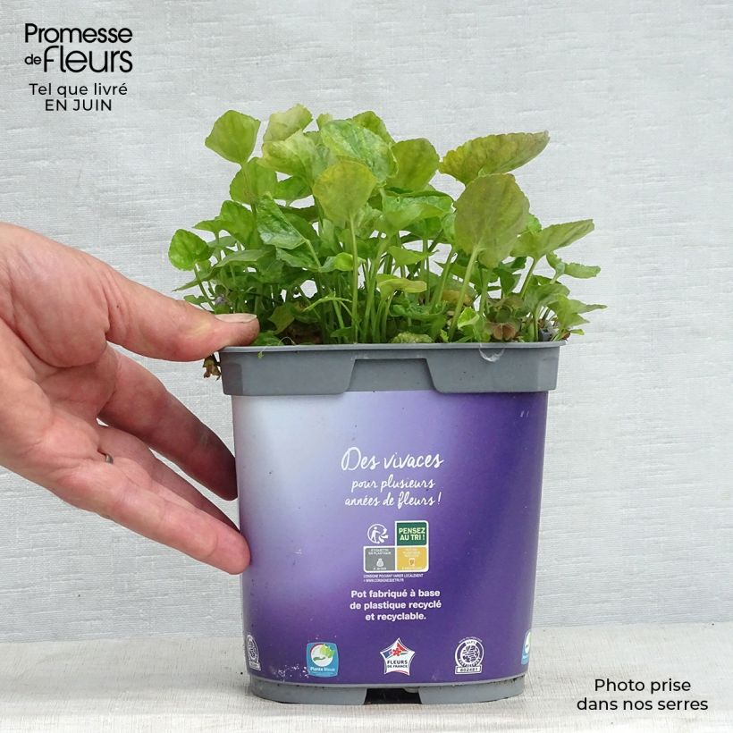 Exemplaar van Viola odorata Plena - Geurviooltje Pot van 2 l/3 l zoals geleverd in de zomer