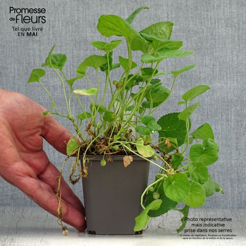 Exemplaar van Viola odorata Reine Des Blanches - Geurviooltje Kweekpotje van 8/9 cm zoals geleverd in de lente