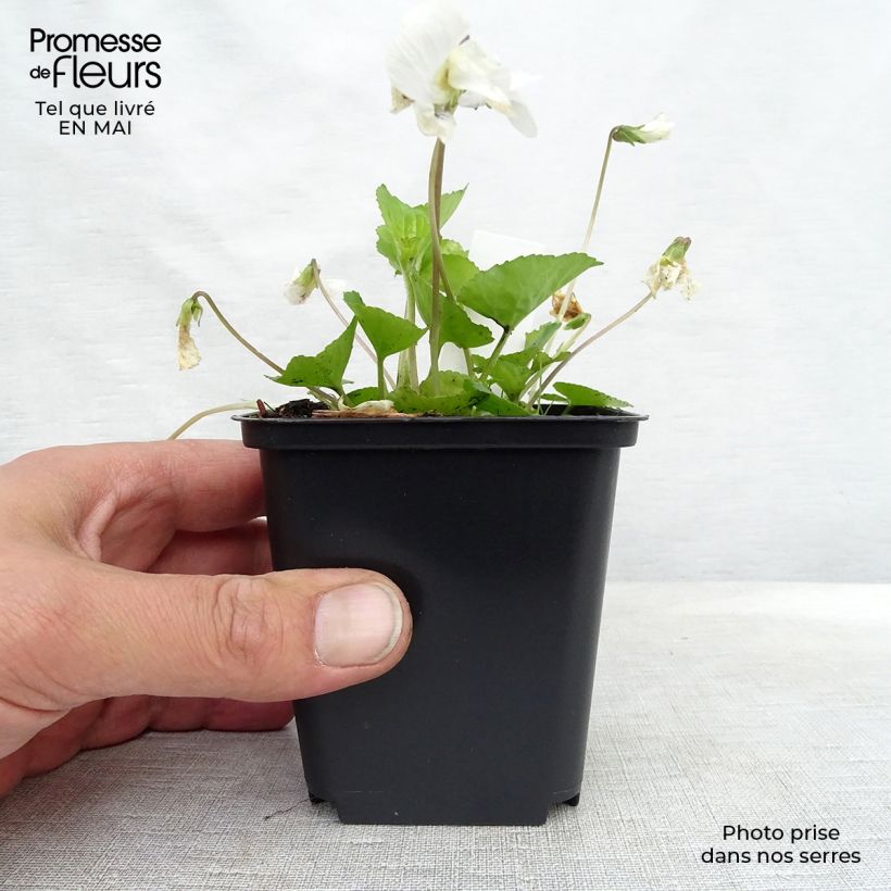 Exemplaar van Viola sororia Albiflora - Zusterviooltje overblijvend Kweekpotje van 8/9 cm zoals geleverd in de lente