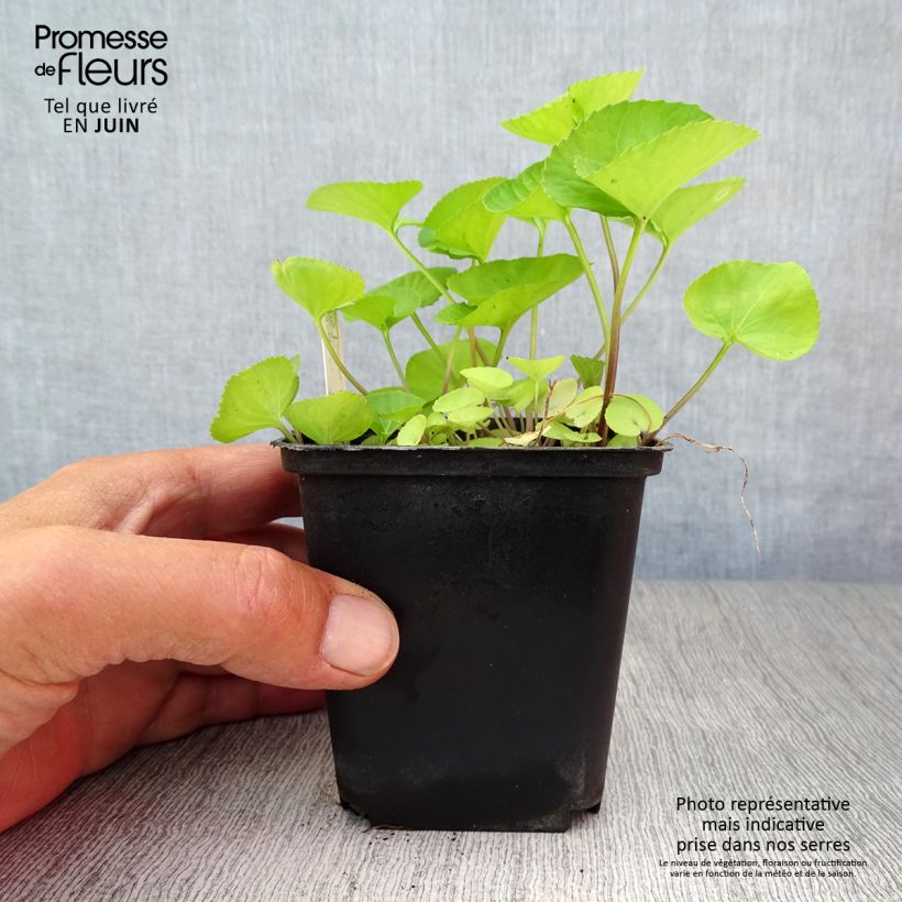 Exemplaar van Viola sororia Albiflora - Zusterviooltje overblijvend Kweekpotje van 8/9 cm zoals geleverd in de zomer