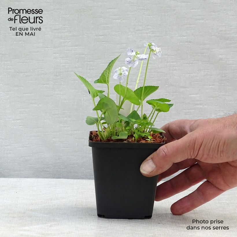 Exemplaar van Viola sororia Freckles - Zusterviooltje overblijvend Kweekpotje van 8/9 cm zoals geleverd in de lente