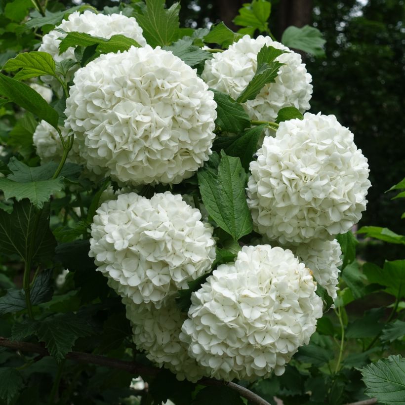 Viburnum opulus Roseum - Gelderse roos (Bloei)