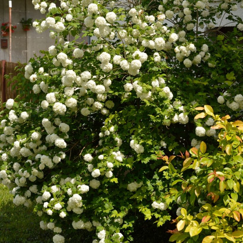 Viburnum opulus Roseum - Gelderse roos (Groeiplaats)