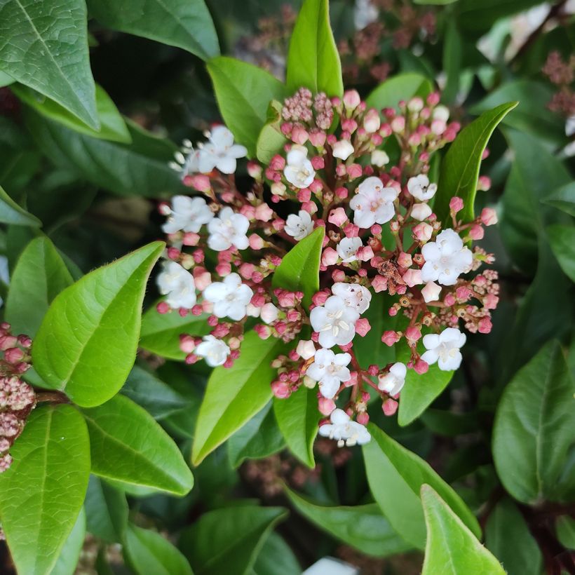 Viburnum tinus Spirit - Lauriersneeuwbal (Bloei)