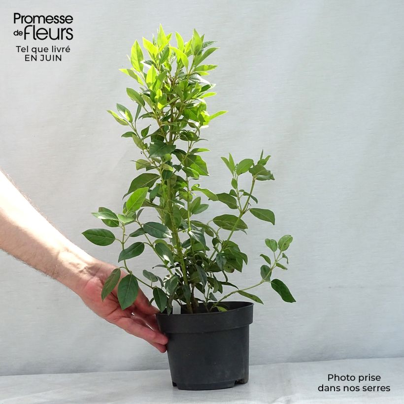 Exemplaar van Viburnum tinus Spirit - Lauriersneeuwbal Pot van 1,5 l/2 l zoals geleverd in de zomer