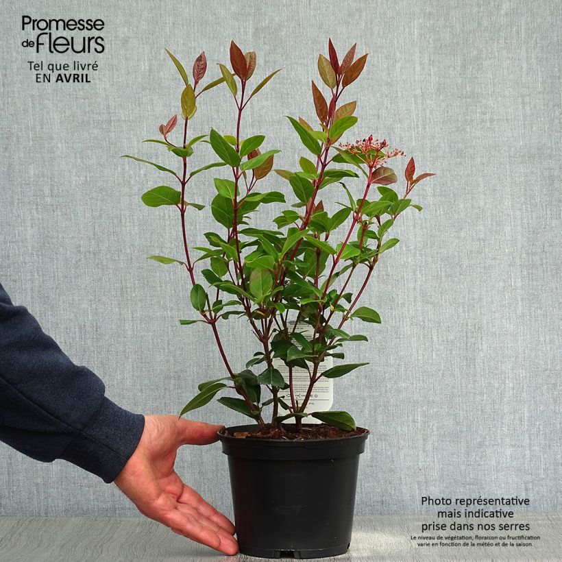 Exemplaar van Viburnum tinus Spirit - Lauriersneeuwbal Pot van 3 l/4 l zoals geleverd in de lente