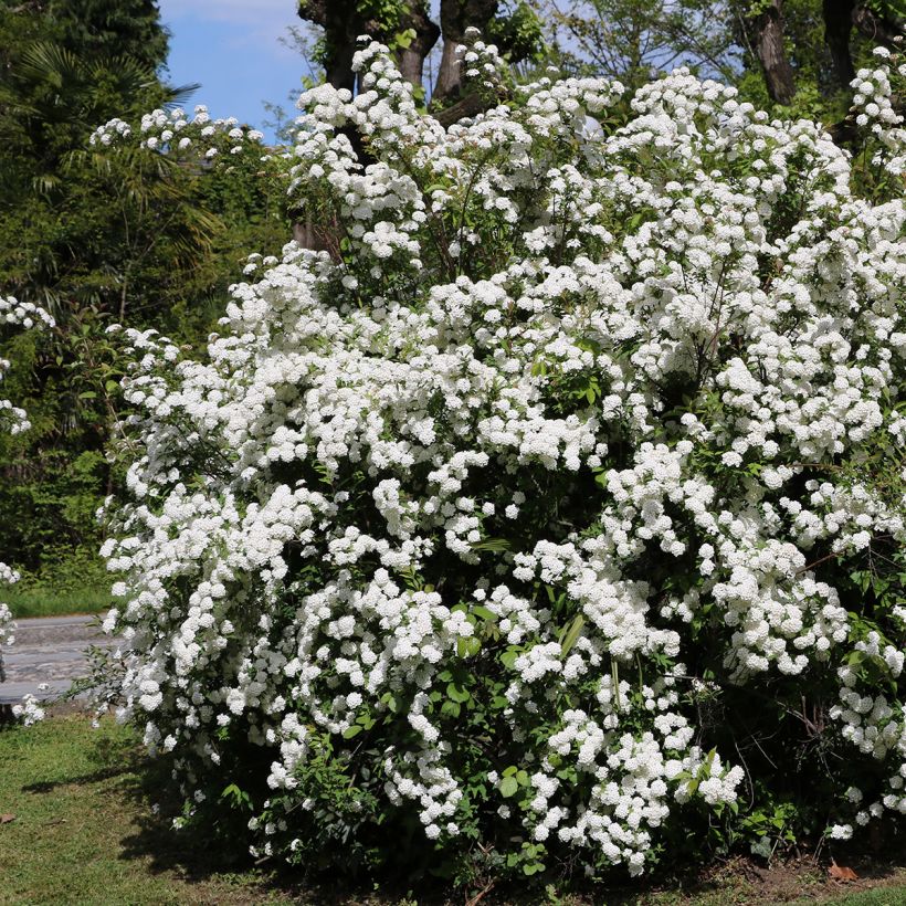 Viburnum tinus - Lauriersneeuwbal (Groeiplaats)
