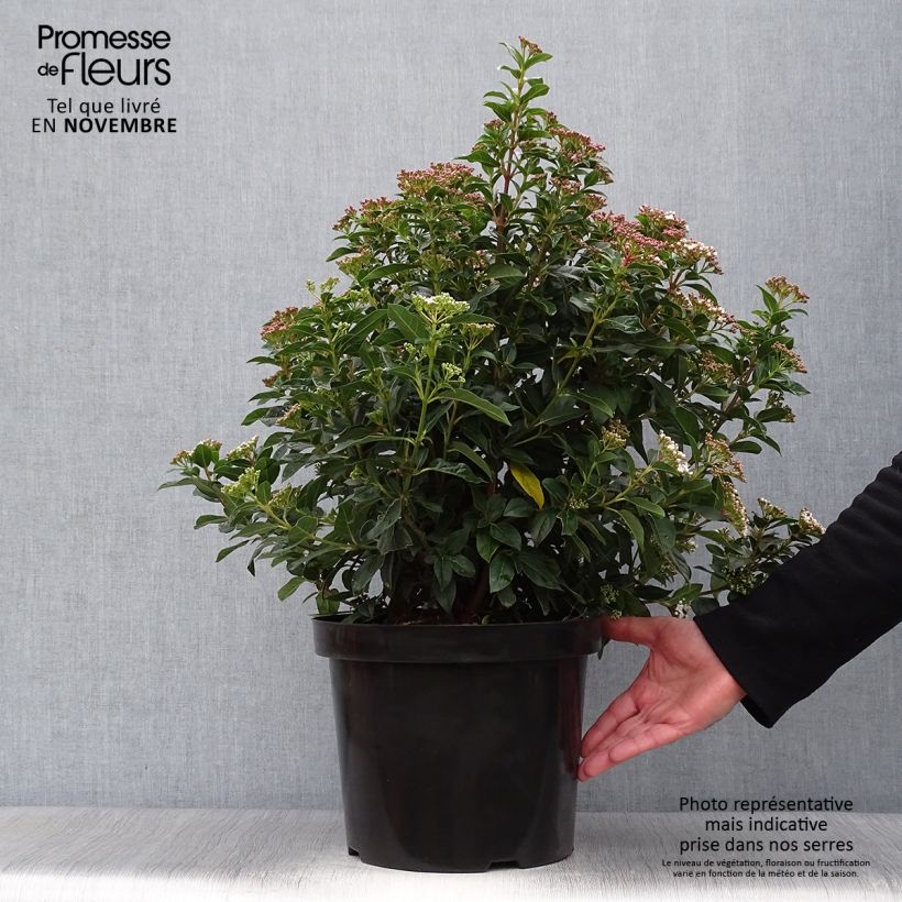 Exemplaar van Viburnum tinus - Lauriersneeuwbal Pot van 7,5 l/10 l zoals geleverd in de herfst