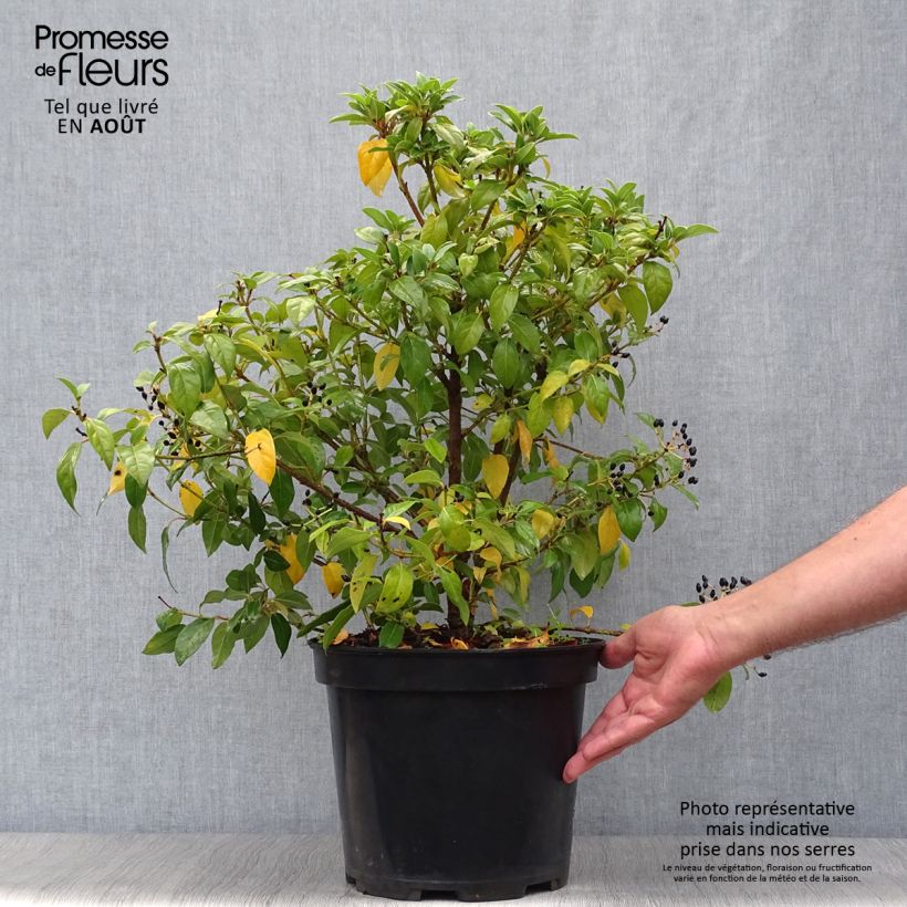 Exemplaar van Viburnum tinus - Lauriersneeuwbal Pot van 7,5 l/10 l zoals geleverd in de zomer