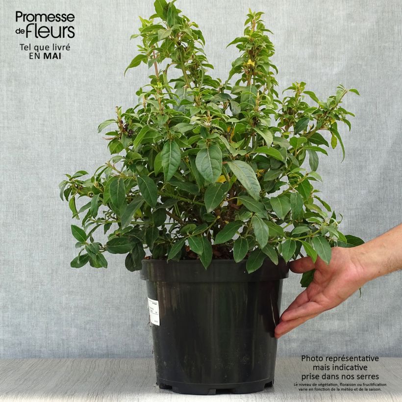 Exemplaar van Viburnum tinus - Lauriersneeuwbal Pot van 7,5 l/10 l zoals geleverd in de lente