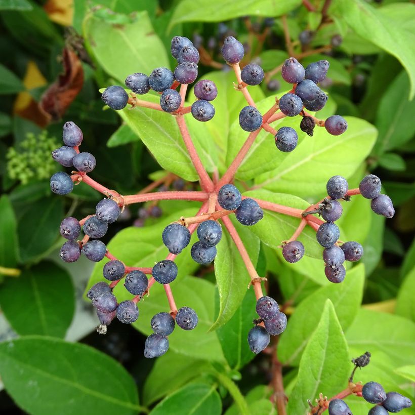 Viburnum tinus - Lauriersneeuwbal (Oogst)