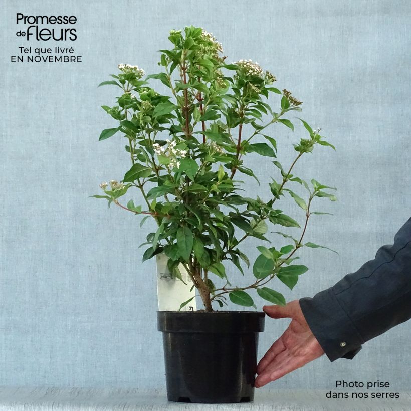 Exemplaar van Viburnum tinus - Lauriersneeuwbal Pot van 2 l/3 l zoals geleverd in de herfst