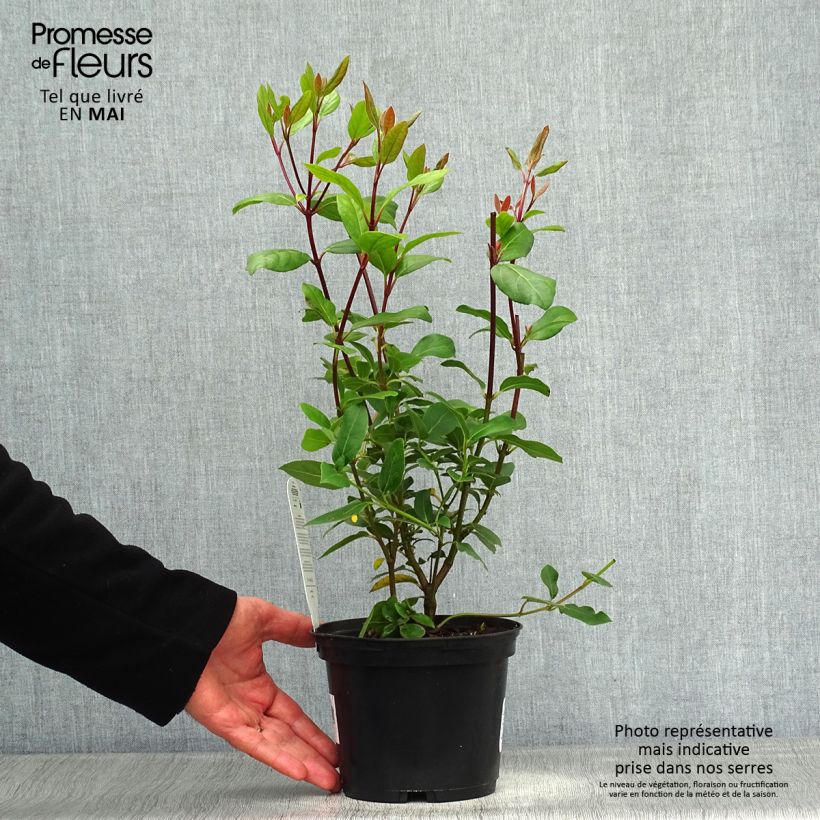 Exemplaar van Viburnum tinus Gwenllian - Lauriersneeuwbal Pot van 2 l/3 l zoals geleverd in de lente