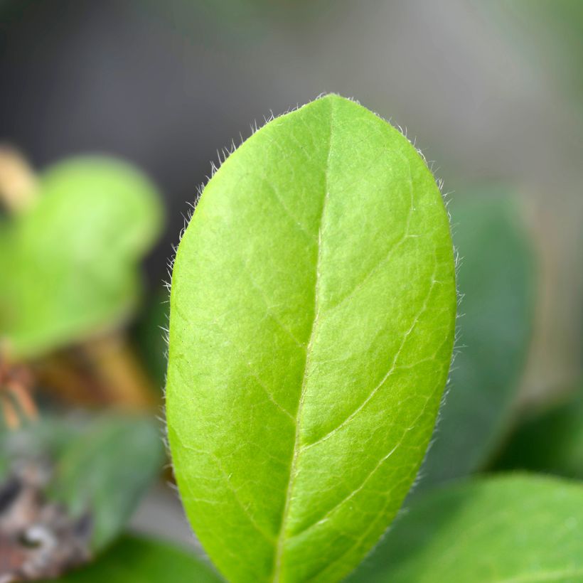 Viburnum tinus Gwenllian - Lauriersneeuwbal (Blad)