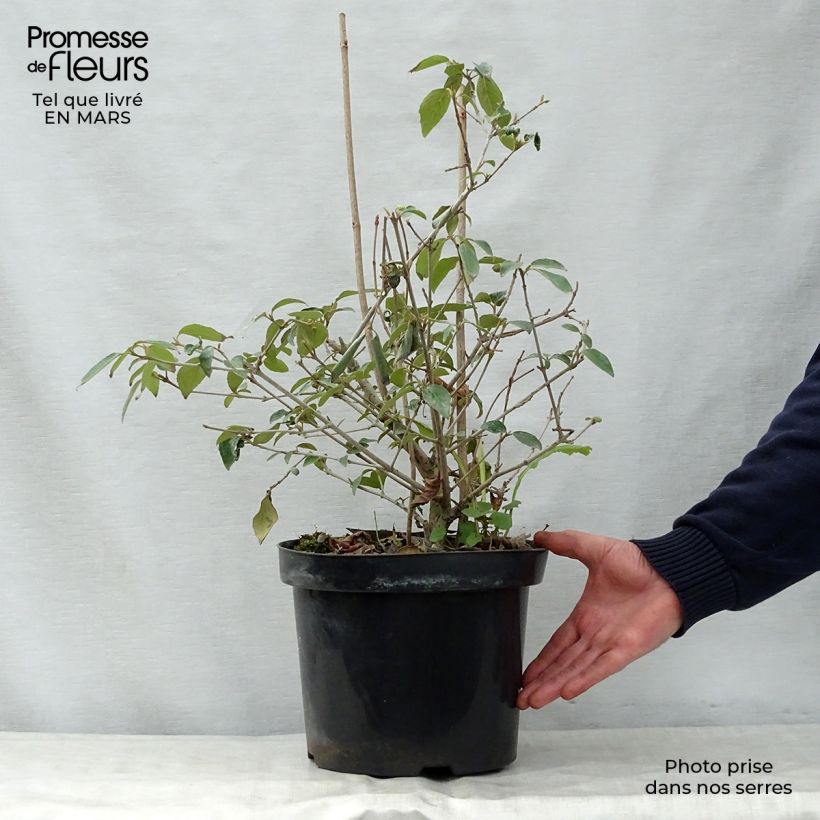 Example of Viburnum Eskimo - Sneeuwbal Pot van 4 l/5 l as you get in printemps