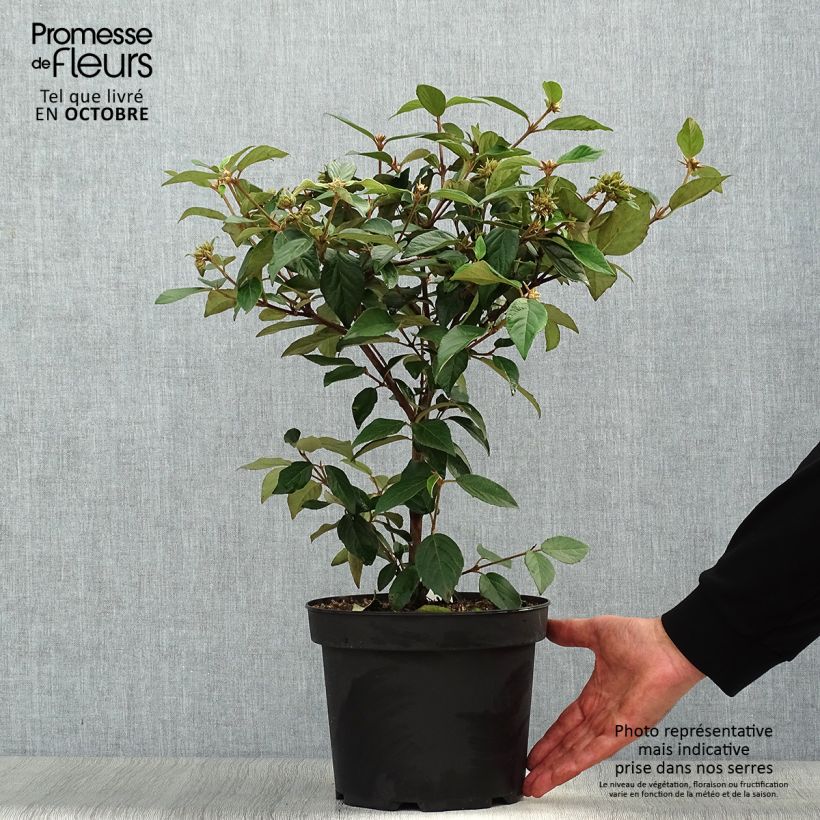 Exemplaar van Viburnum Eskimo - Sneeuwbal Pot van 4 l/5 l zoals geleverd in de herfst