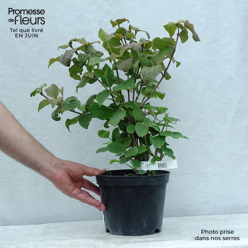 Exemplaar van Viburnum carlesii Aurora - Koreaanse sneeuwbal Pot van 3 l/4 l zoals geleverd in de zomer