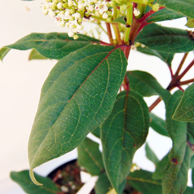 Viburnum Jermyns Globe - Sneeuwbal (Blad)