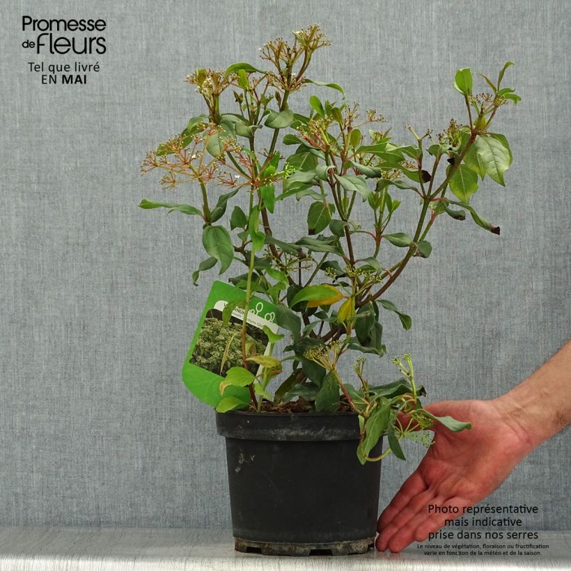 Exemplaar van Viburnum Jermyns Globe - Sneeuwbal Pot van 3 l/4 l zoals geleverd in de lente