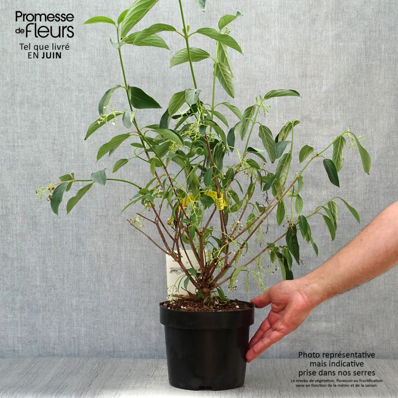 Exemplaar van Viburnum hillieri Winton - Sneeuwbal Pot van 3 l/4 l zoals geleverd in de zomer