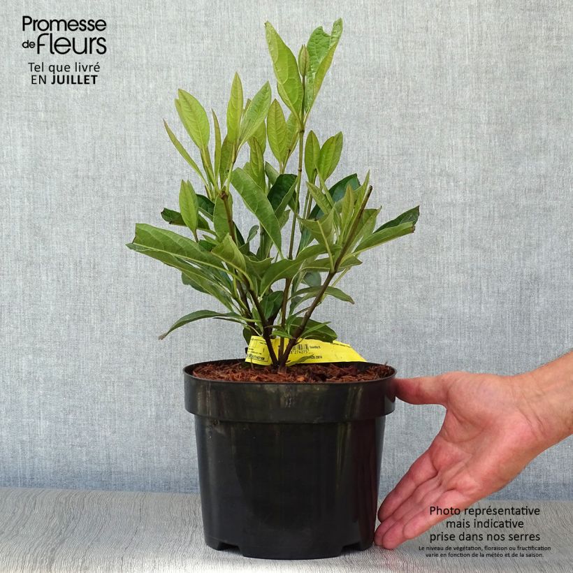 Exemplaar van Viburnum nudum Pink Beauty - Sneeuwbal Pot van 3 l/4 l zoals geleverd in de zomer