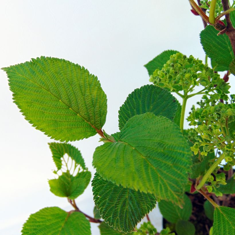 Viburnum plicatum Grandiflorum Noble - Japanse sneeuwbal (Blad)