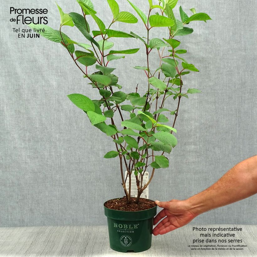 Exemplaar van Viburnum plicatum Grandiflorum Noble - Japanse sneeuwbal Pot van 2 l/3 l zoals geleverd in de zomer