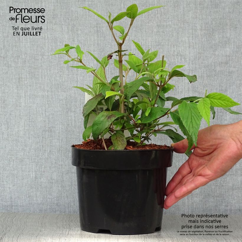 Exemplaar van Viburnum plicatum Kilimanjaro - Japanse sneeuwbal Pot van 2 l/3 l zoals geleverd in de zomer