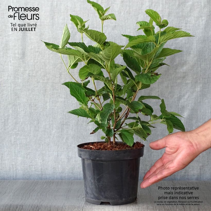 Exemplaar van Viburnum plicatum Lanarth - Japanse sneeuwbal Pot van 2 l/3 l zoals geleverd in de zomer