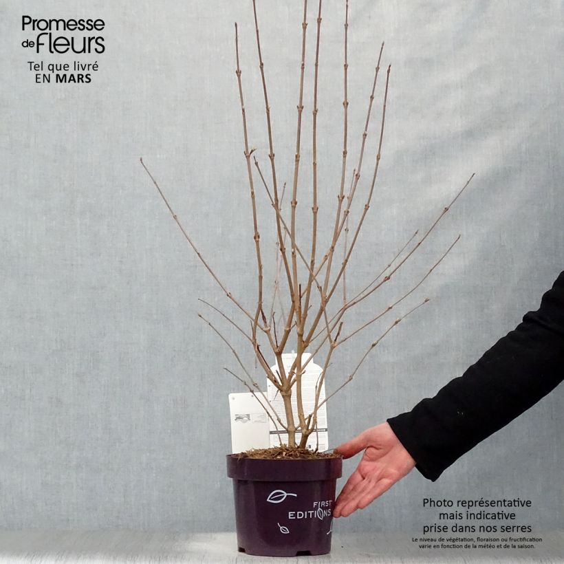 Exemplaar van Viburnum plicatum Opening Day - Japanse sneeuwbal Pot van 1,5 l/2 l zoals geleverd in de lente