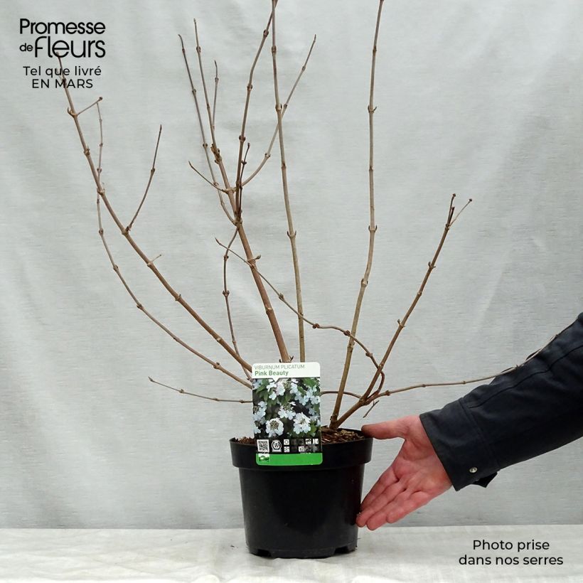 Example of Viburnum plicatum Pink Beauty - Japanse sneeuwbal Pot van 2 l/3 l as you get in printemps