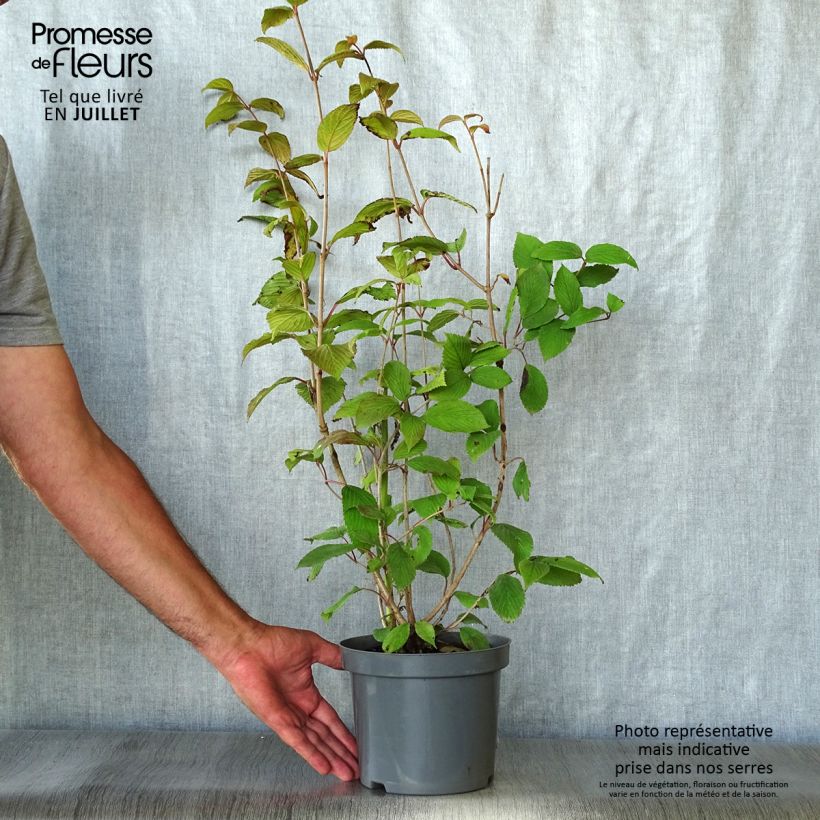 Exemplaar van Viburnum plicatum Pink Beauty - Japanse sneeuwbal Pot van 2 l/3 l zoals geleverd in de zomer