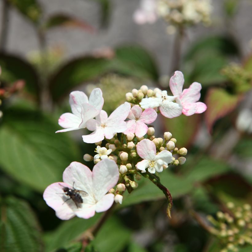 Viburnum plicatum Pinkawai - Japanse sneeuwbal (Flowering)