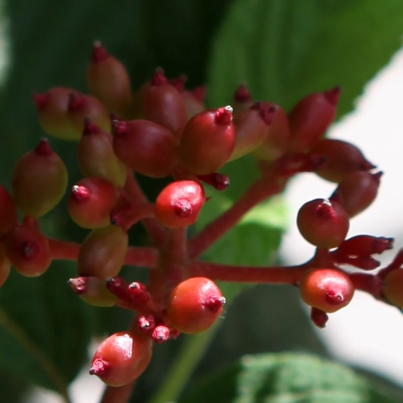 Viburnum plicatum Pinkimono - Japanse sneeuwbal (Harvest)