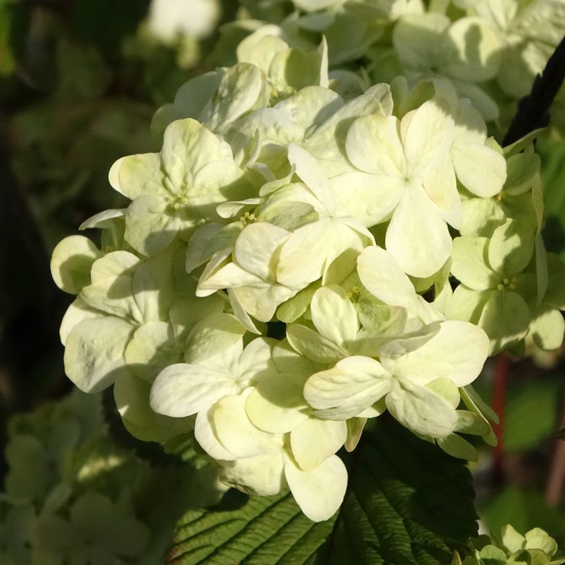 Viburnum plicatum Popcorn - Japanse sneeuwbal (Bloei)