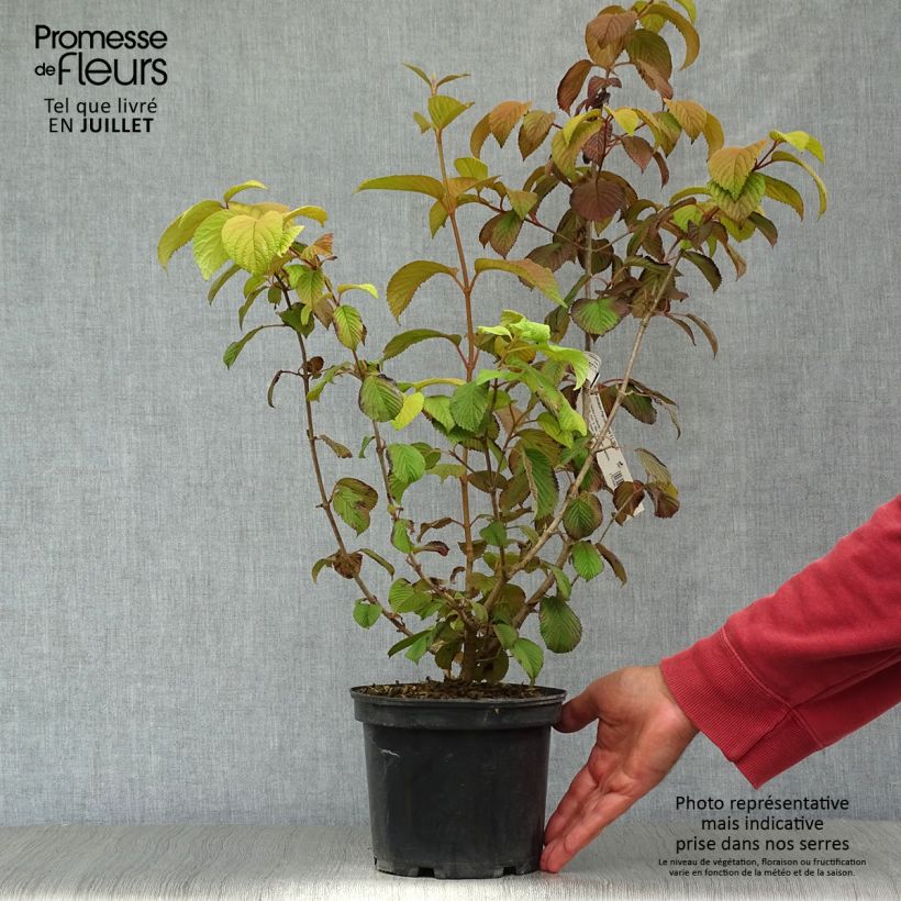 Exemplaar van Viburnum plicatum Popcorn - Japanse sneeuwbal Pot van 3 l/4 l zoals geleverd in de zomer