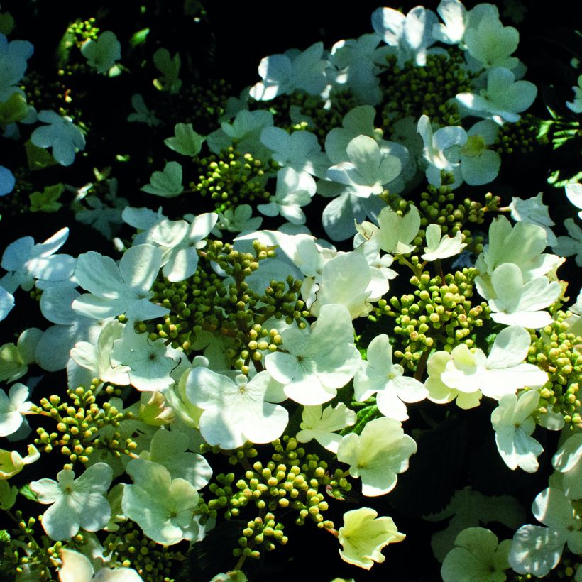 Viburnum plicatum Shirogami - Japanse sneeuwbal (Bloei)