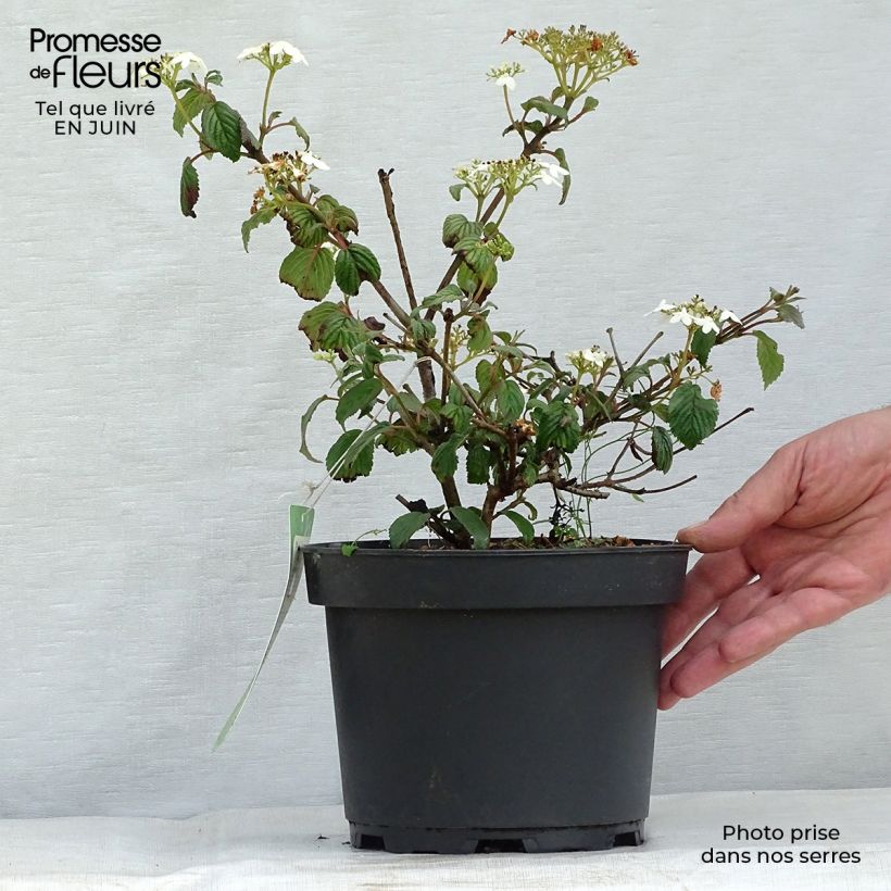 Exemplaar van Viburnum plicatum Summer Snow Flake - Japanse sneeuwbal Pot van 2 l/3 l zoals geleverd in de zomer