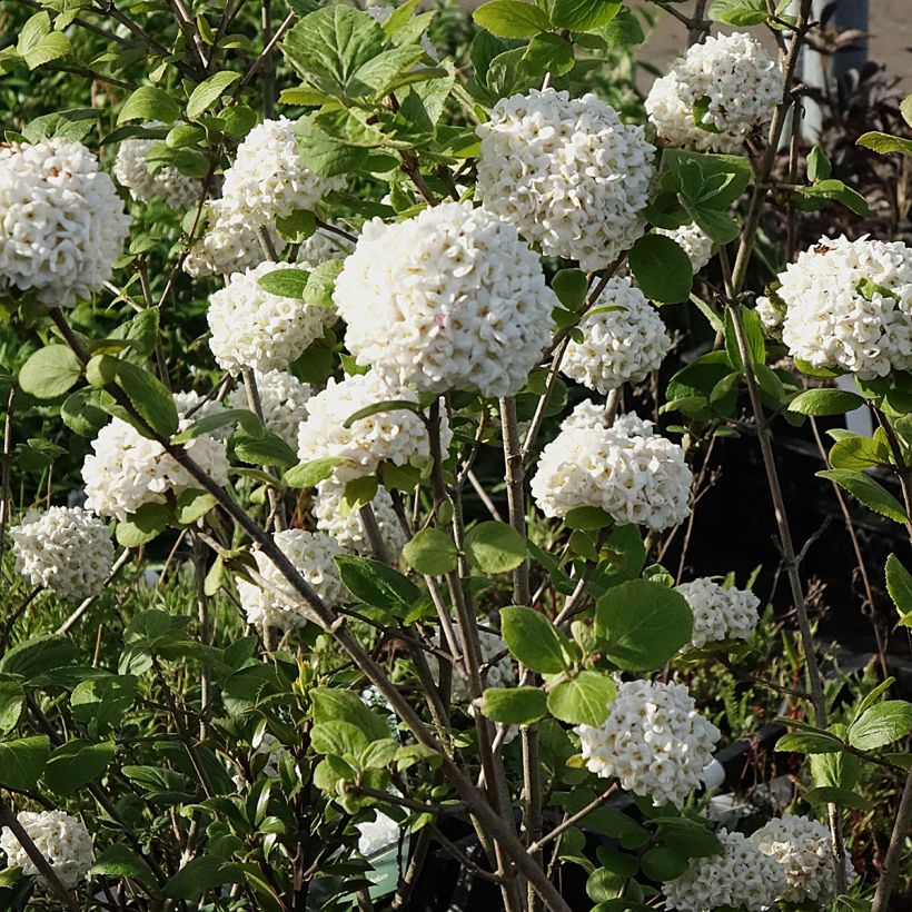 Viburnum x carlcephalum - Sneeuwbal (Bloei)