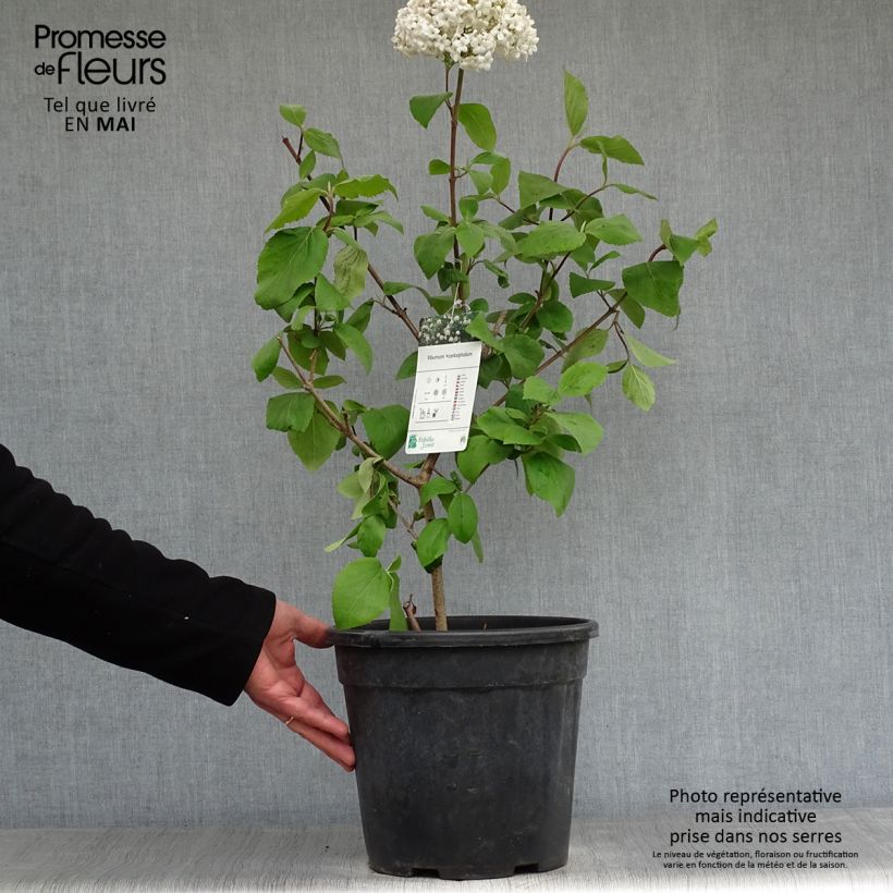 Exemplaar van Viburnum x carlcephalum - Sneeuwbal Pot van 7,5 l/10 l zoals geleverd in de lente