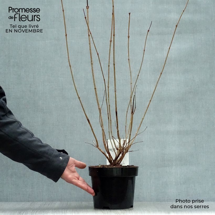 Exemplaar van Viburnum opulus Roseum - Gelderse roos Pot van 2 l/3 l zoals geleverd in de herfst