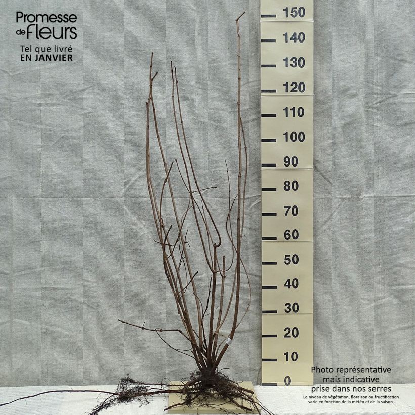 Exemplaar van Viburnum opulus Roseum - Gelderse roos Naakte wortel zoals geleverd in de winter