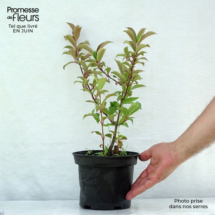 Exemplaar van Viburnum bodnantense Charles Lamont - Wintersneeuwbal Pot van 3 l/4 l zoals geleverd in de zomer