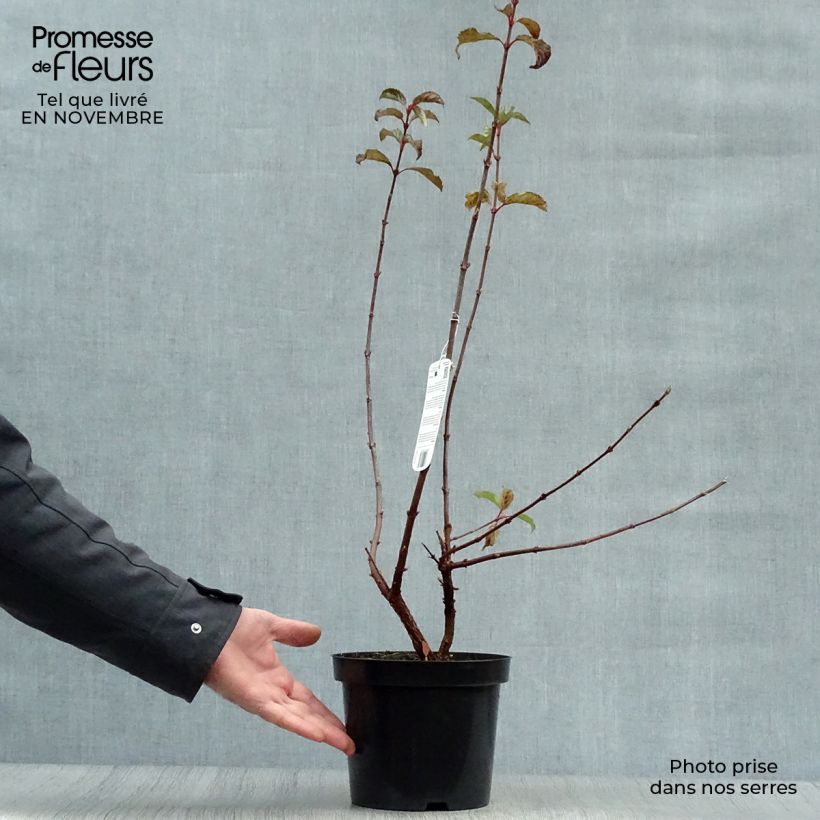 Exemplaar van Viburnum bodnantense Dawn - Wintersneeuwbal Pot van 2 l/3 l zoals geleverd in de herfst