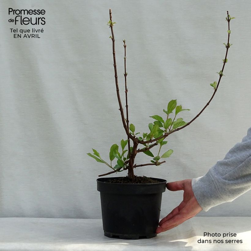Example of Viburnum farreri - Sneeuwbal Pot van 2 l/3 l as you get in printemps