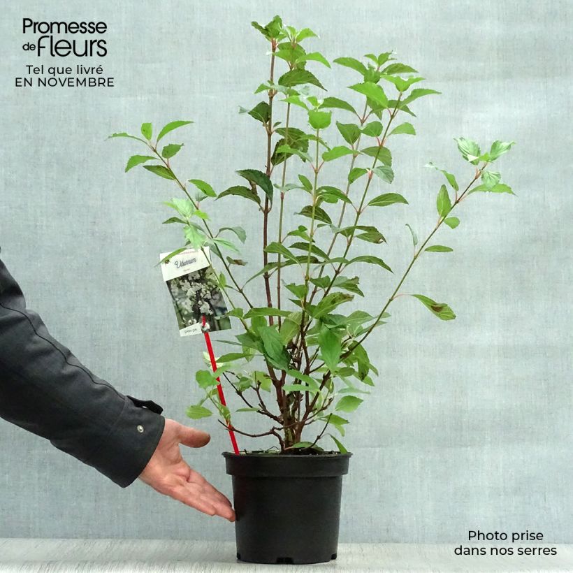 Exemplaar van Viburnum farreri - Sneeuwbal Pot van 2 l/3 l zoals geleverd in de herfst