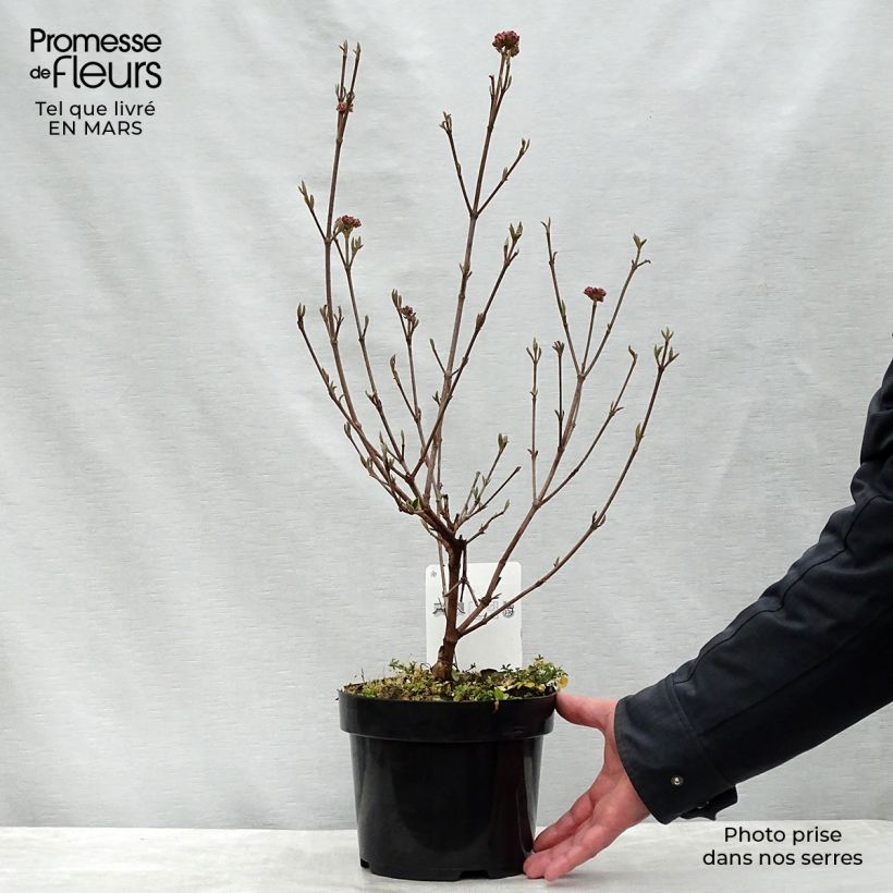 Example of Viburnum burkwoodii Ann Russell - Sneeuwbal Pot van 3 l/4 l as you get in printemps